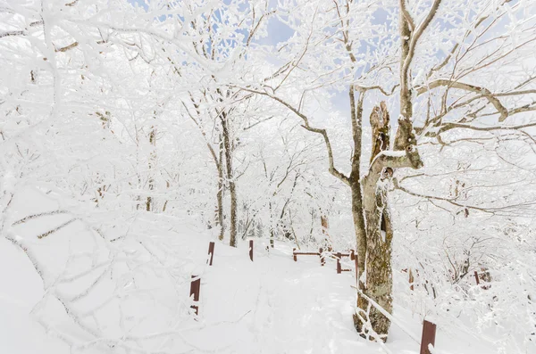 Winterlandschaft weißer Schnee des Berges in Korea. — Stockfoto