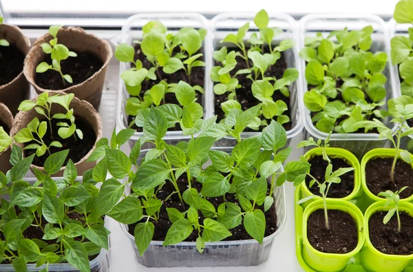 Vegetable seedligs indoor — Stock Photo, Image