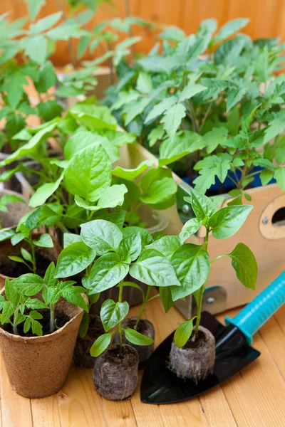 View of the many pots with seedlings — Stock Photo, Image