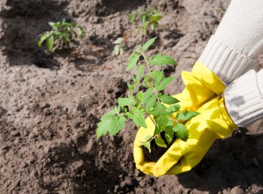 Genç yeşil bitkiler ile tencere