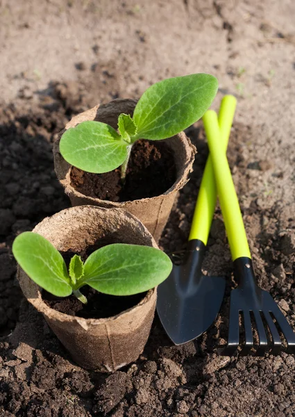 The pots with young green plants — Stock Photo, Image