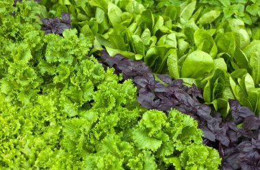 yeşil bitki arka plan