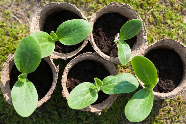 Grupo de macetas de turba con plantas jóvenes vagables en el suelo — Foto de Stock