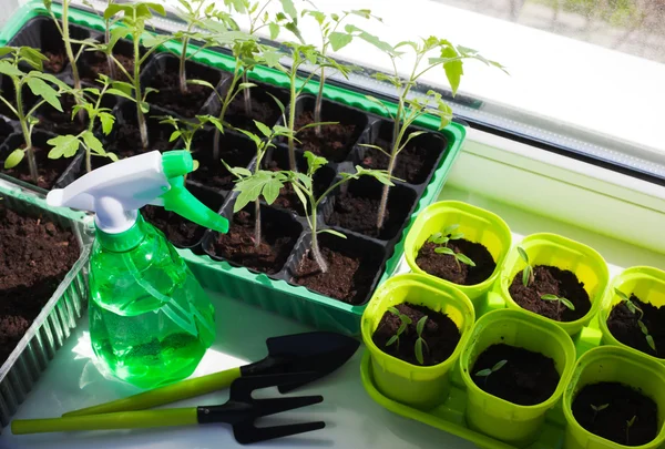 Vegetable seedlings in pots indoor — Stock Photo, Image