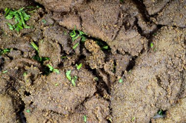 Geleneksel Arap usulü kızarmış sığır ciğeri dilimleri, buğday kepeği ile kaplanmış sığır ciğeri (Kebda Bel Rada), maydanozla servis edilen kepek ciğeri, demir ve minerallerle dolu besleyici bir yemek.