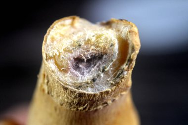 Zencefilli Rhizome 'a yakın çekim, Zingiber officinale fabrikasının yeraltı sapı, yemek ve içeceklerde keskin tadı için baharat olarak kullanılan tokmak gibi, aromatik bir parça, ve geleneksel bir ilaç olarak