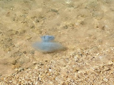 Sudaki denizanaları, çoğunlukla sudan oluşan serbest yüzen omurgasız hayvanlar (phylum Cnidaria). Her okyanusta bulunur, şemsiye şeklinde çanlara ve iğneli dokunaçlara sahip olmak.