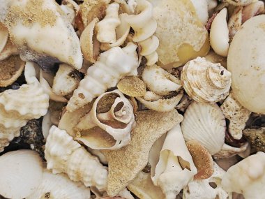 Dünyanın dört bir yanındaki plajlarda yaygın olarak bulunan çeşitli deniz kabukları çeşitli doğal, karışık ve sık sık özenle seçilmiş deniz kabukları koleksiyonları.