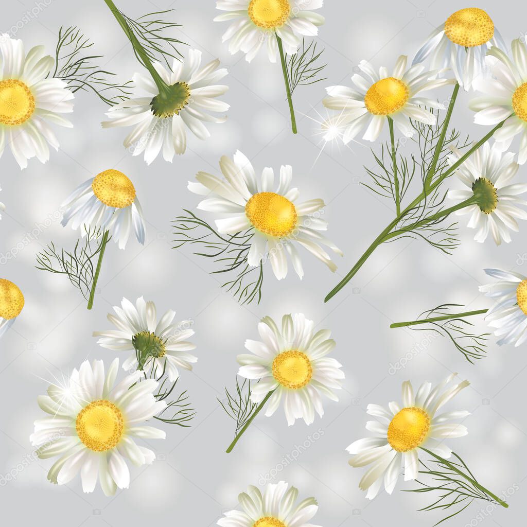 Vector botanical seamless pattern with chamomile flowers. Modern floral pattern for natural health care products, textile, wallpaper, print, gift wrap, greeting or wedding background.