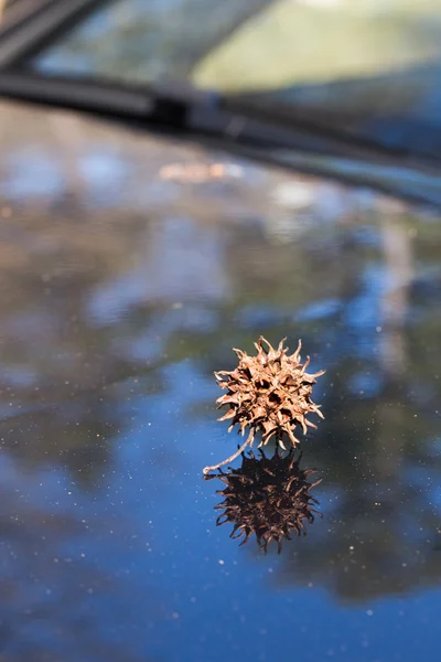 Sweet gum seed pod on reflective car hood