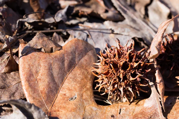 Fallen Sweet Gum seed pod on bed of leaves