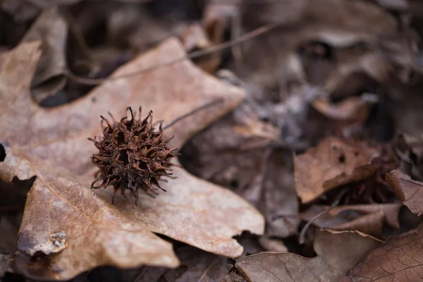 Spiky sweet gum seed ball on fallen leaves