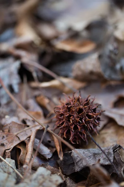 Fallen Sweetgum seed pod on leaves in shade