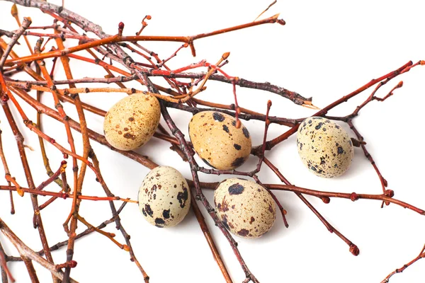 Bıldırcın yumurtaları beyaz arka planda izole edilir..