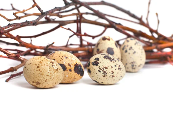Bıldırcın yumurtaları beyaz arka planda izole edilir.