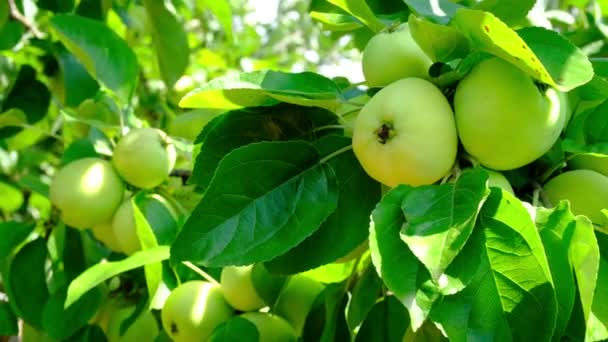 La manzana verde crecen en el jardín. Cosecha de frutas en verano en la aldea. — Vídeos de Stock