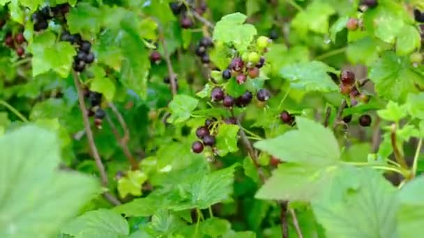 庭で黒スグリの茂みに水をやる。村の夏に収穫果実. — ストック動画