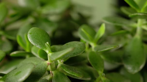 Mujer refresca y rocía las aguas de una planta de casa verde Crassula o árbol de dinero. — Vídeos de Stock