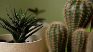 Pencerede yeşil dikenli kaktüs. Kadın evcil bitkilerle ilgileniyor..