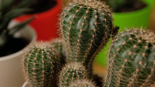 Green prickly cactus in pot on window. Woman takes care of domestic plants. — Stock Video