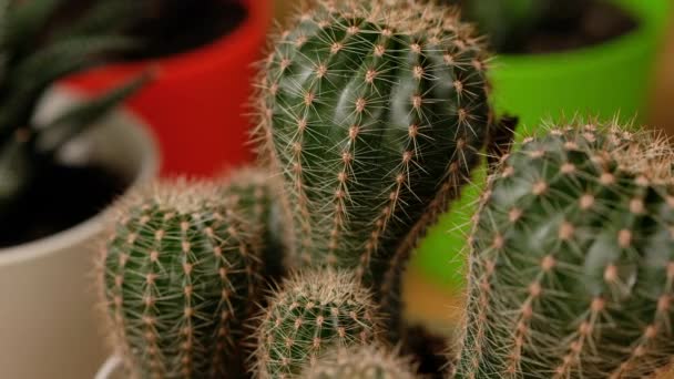 Cactus espinoso verde en maceta en la ventana. Mujer cuida de las plantas domésticas. — Vídeo de stock