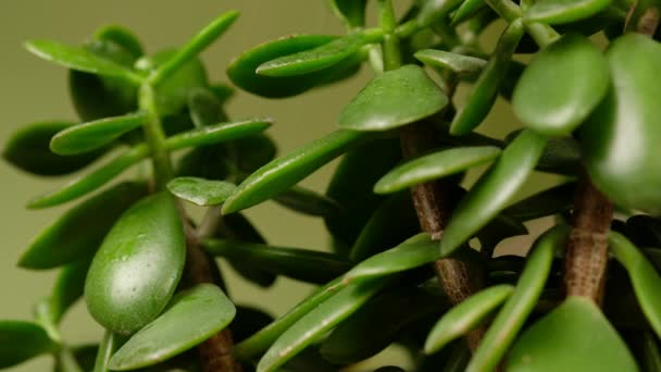 Femme rafraîchit et pulvérise des eaux une plante de serre Crassula ou Arbre à Argent. — Video