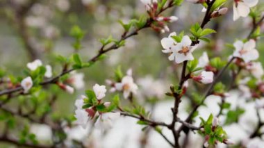 Bahçede açan beyaz kiraz çiçekleri. Kırsalda baharda çiçek açan ağaçlar.
