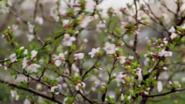 Bahçede açan beyaz kiraz çiçekleri. Kırsalda baharda çiçek açan ağaçlar.