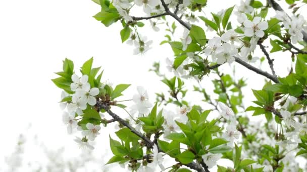 Λευκό άνθος κερασιάς ανθίζει στον κήπο. Ανθισμένα δέντρα την άνοιξη στη χώρα. — Αρχείο Βίντεο