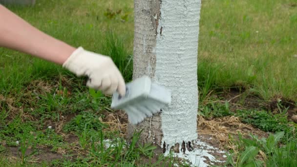 Tuinman zorgt voor bomen in de tuin. Vrouw whitewash boom stam krijt in het voorjaar. — Stockvideo