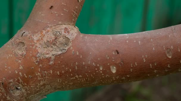 Les petites fourmis rampent sur un arbre dans le jardin. — Video