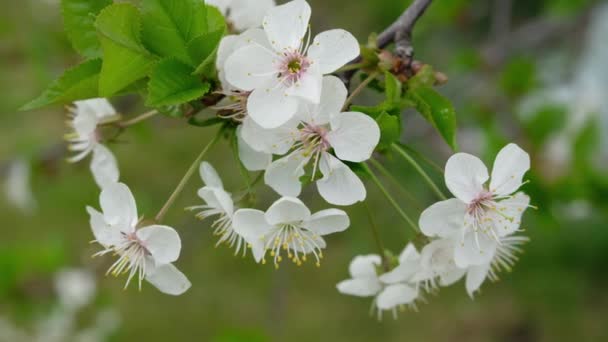 庭に白い桜が咲く。田舎の春に咲く木. — ストック動画