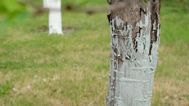 Jardinier s'occupe des arbres dans le jardin. Craie de tronc d'arbre blanchie à la chaux femme au printemps. — Video