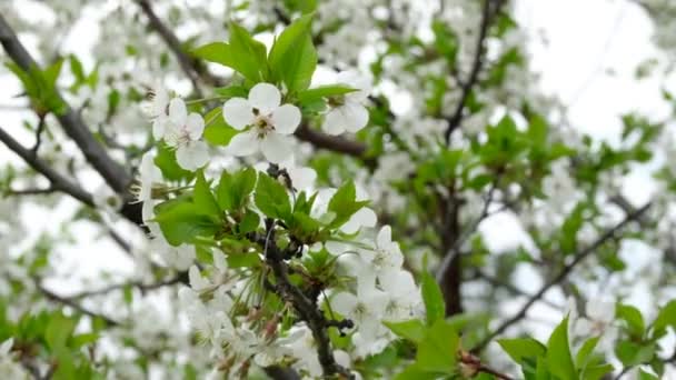 Λευκό άνθος κερασιάς ανθίζει σε έναν κήπο. Ανθισμένα δέντρα την άνοιξη στη χώρα. — Αρχείο Βίντεο