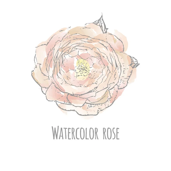 Rosa peonia beige, acquerello — Vettoriale Stock