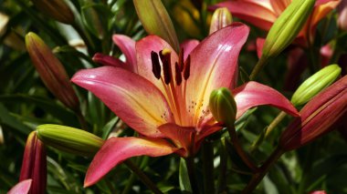 çiçek sarı-mor pembe Lily closeup