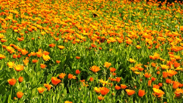Ein Foto von einem Tal blühender Ringelblumen — Stockfoto