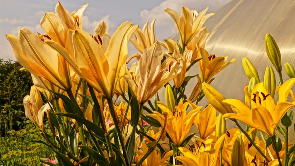 Macro foto di un vero e proprio fiore inondato gigli gialli — Foto Stock