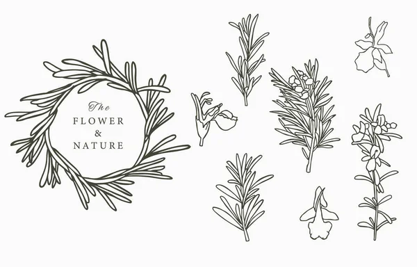 Line Herbal Collection Rosemary Vector Illustration Icon Sticker Printable Tattoo — Stock Vector