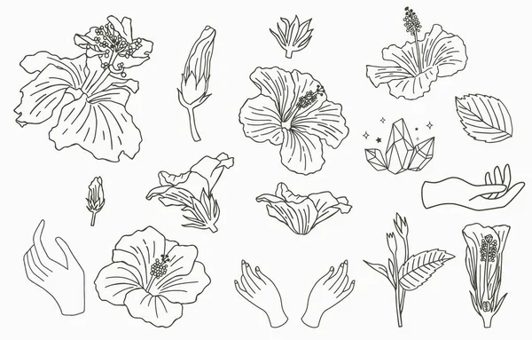 Колекція Квітів Лінії Гібіскусом Векторні Ілюстрації Іконки Наклейки Друку Татуювання — стоковий вектор