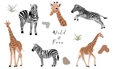 Zürafalı hayvan nesnesi koleksiyonu, zebra. Simge, etiket, yazdırılabilir resim için vektör çizimi