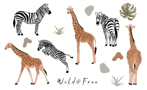 Djur Objekt Samling Med Giraff Zebra Vektor Illustration För Ikon — Stock vektor