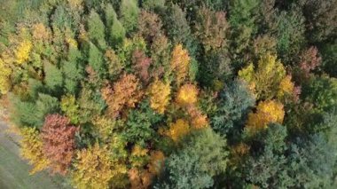 Sonbahar ormanlarının ve renkli ağaçların havadan görünüşü.