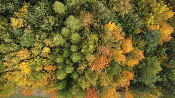 Sabah şehir parkının hava görüntüsü.