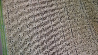 Tahıllı bir buğday tarlasının üst görüntüsü