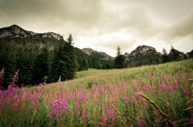 Dağlardaki güzel yaz manzarası