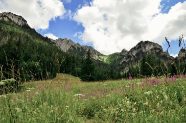Yazın dağ manzarası