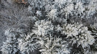 Ormandaki ağaçların dallarına kış karı yağıyor.