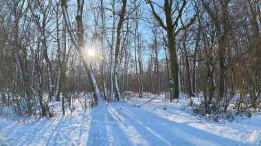 Parktaki kış ormanı.
