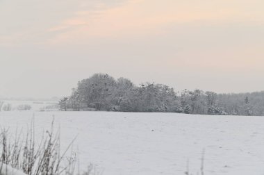 Ağaçlar ve karla kaplı kış manzarası